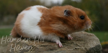 Fergie- Golden Tortoiseshell and White (Banded) Longhaired
